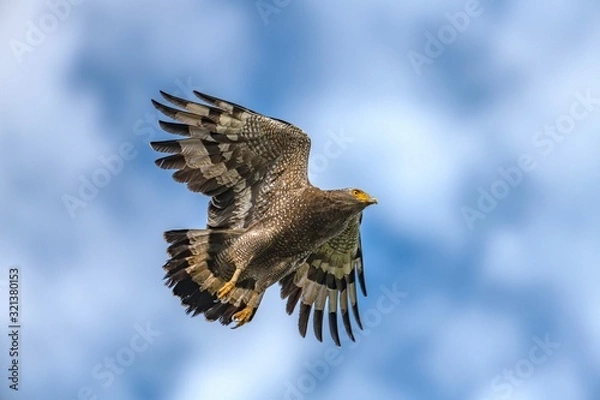 Obraz カンムリワシ