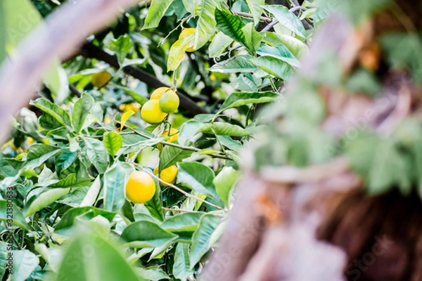 Fototapeta Fresh lemons hanging on a tree, ripening to be picked by the locals.