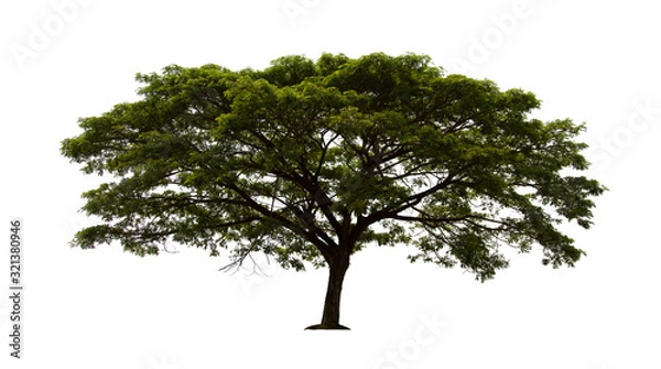 Fototapeta isolated tree  is located on a white background. Collection of isolated tree on white background