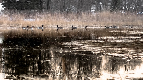 Fototapeta Flock of geese floating in a little conversation pond in Houghs Neck, Quincy, Massachusetts.
