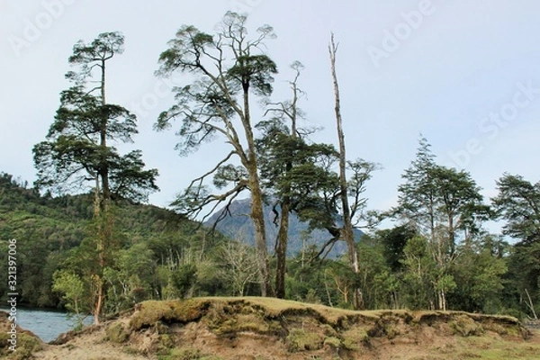 Obraz tree in the mountains