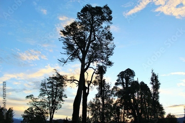 Obraz tree at sunset