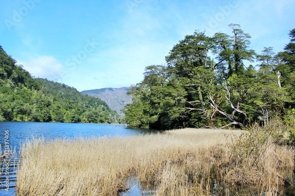 Obraz lake in forest