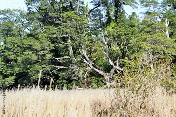 Obraz trees on the beach
