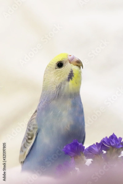 Obraz セキセイインコパステルレインボー