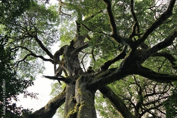 Obraz tree in forest