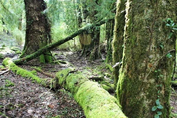 Obraz path in forest