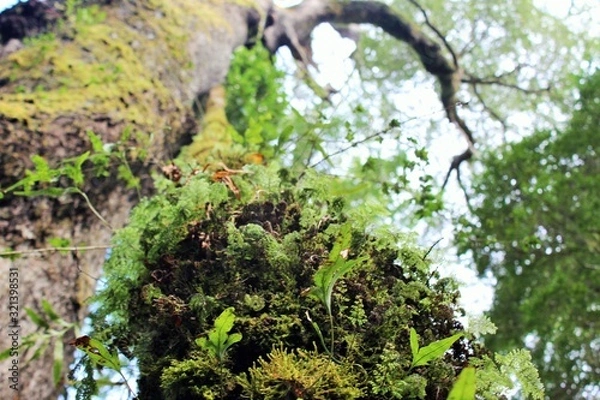 Obraz tree in the garden