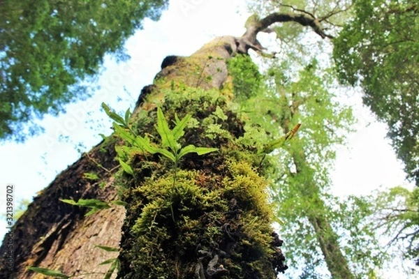 Obraz tree in the forest