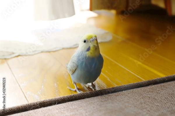 Obraz セキセイインコ  パステルレインボー 