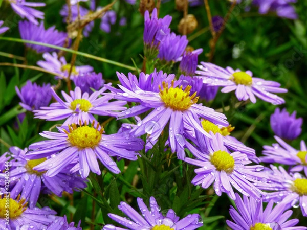 Obraz autumn asters with raindrops