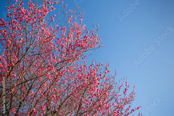 Obraz 青空に映える紅梅