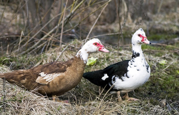 Fototapeta Two musky ducklings