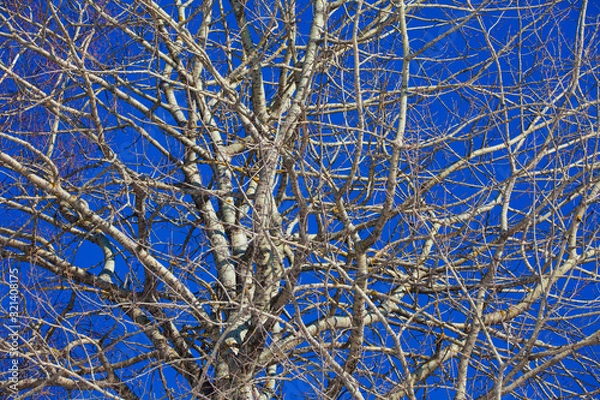 Obraz birch tree on blue sky
