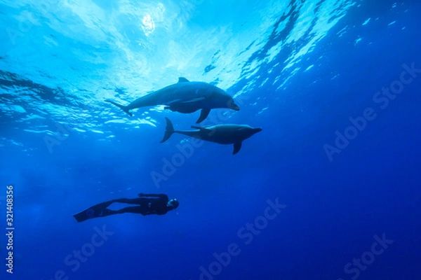 Fototapeta 小笠原の海でドルフィンスイムする観光客