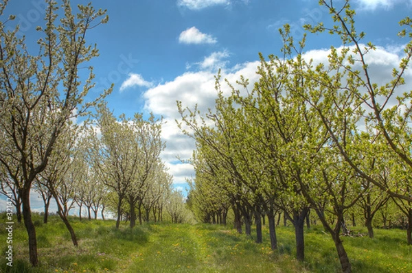 Obraz plum orchard