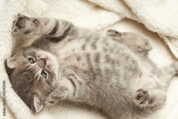 Fototapeta funny kitten