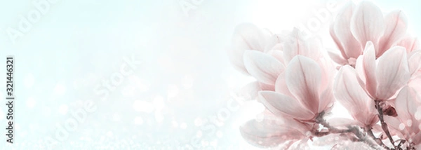 Obraz Zbliżenie kwitnący magnoliowy drzewo w wiośnie na pastelowym bokeh tle.