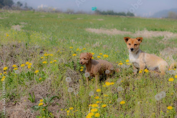 Obraz 귀여운 강아지