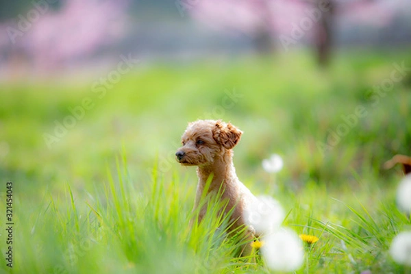 Obraz 귀여운 강아지