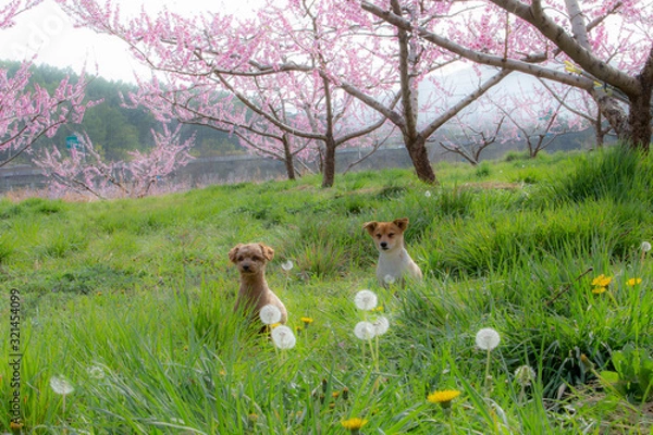 Obraz 귀여운 강아지