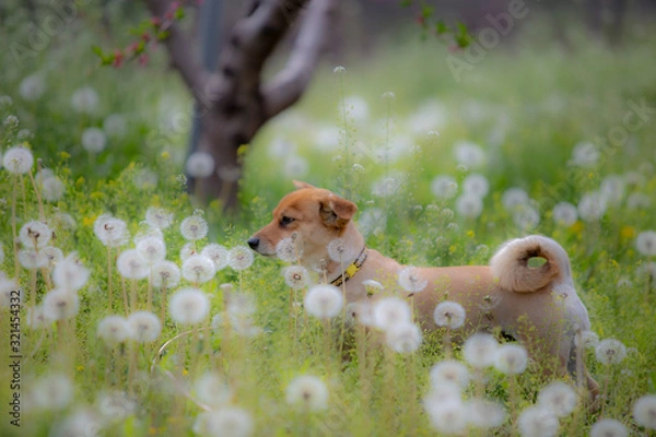 Obraz 귀여운 강아지