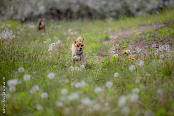 Obraz 귀여운 강아지