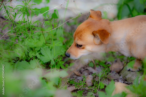 Fototapeta 귀여운 강아지