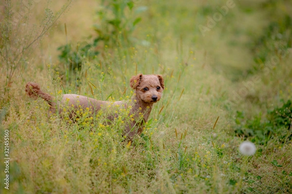 Obraz 귀여운 강아지