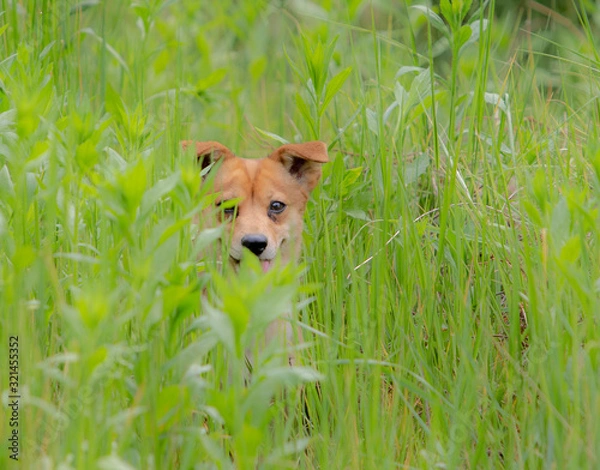 Fototapeta 귀여운 강아지