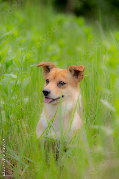 Obraz 귀여운 강아지