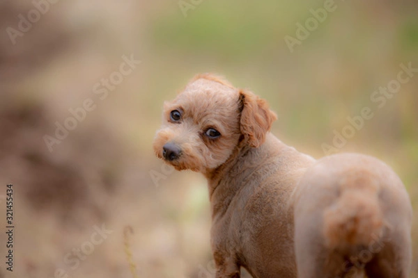 Obraz 귀여운 강아지