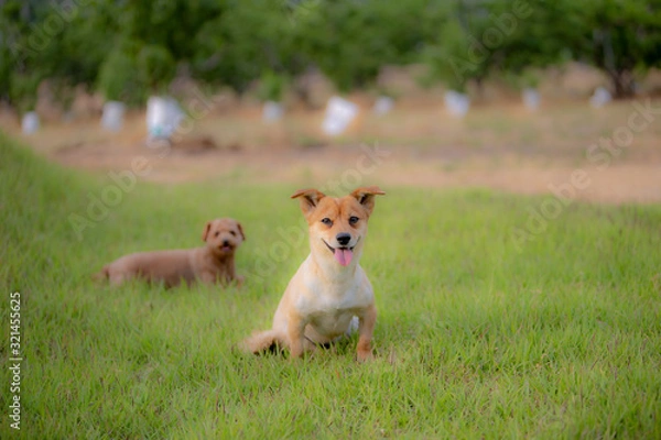 Obraz 귀여운 강아지