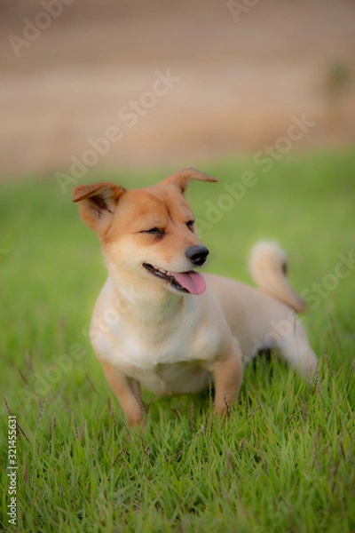 Obraz 귀여운 강아지