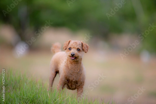 Obraz 귀여운 강아지