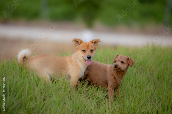 Obraz 귀여운 강아지