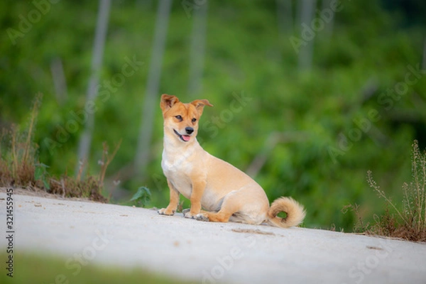 Obraz 귀여운 강아지