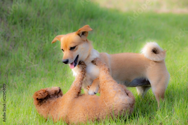 Obraz 귀여운 강아지