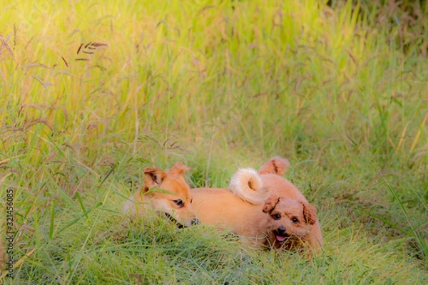 Obraz 귀여운 강아지