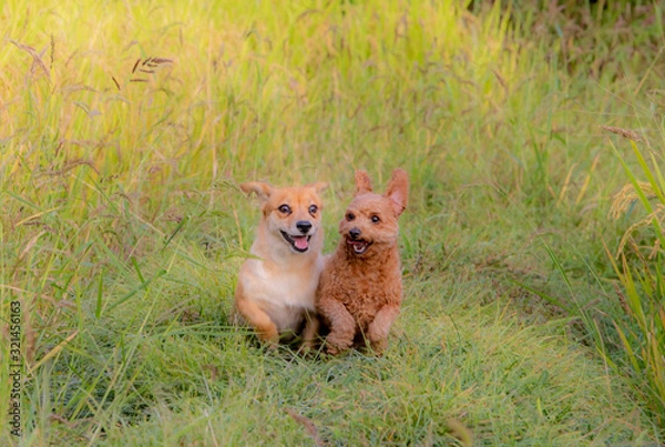 Obraz 귀여운 강아지