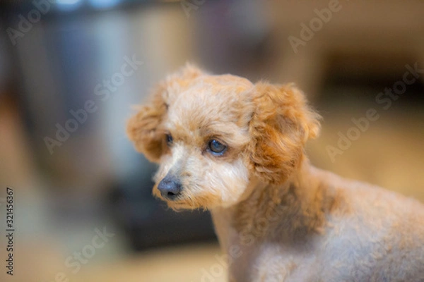 Fototapeta 귀여운 강아지