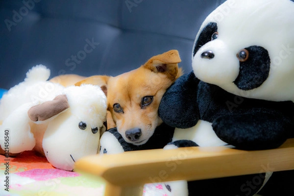 Fototapeta 귀여운 강아지