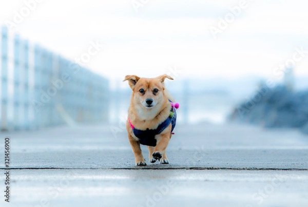 Obraz 귀여운 강아지