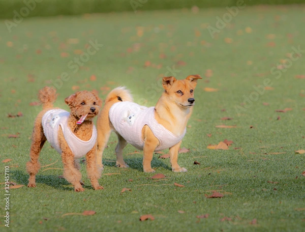 Fototapeta 귀여운 강아지