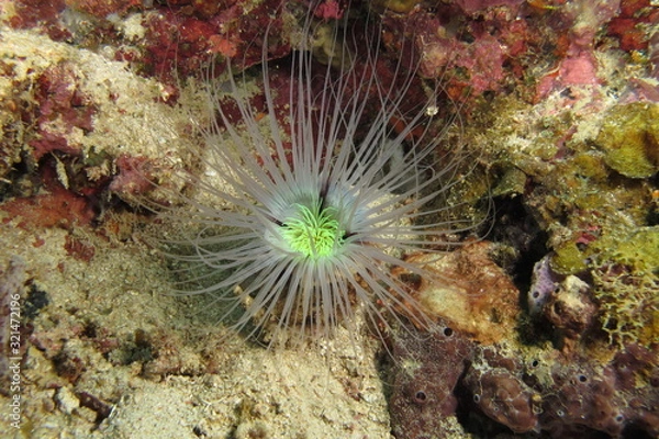 Fototapeta Anemone di mare