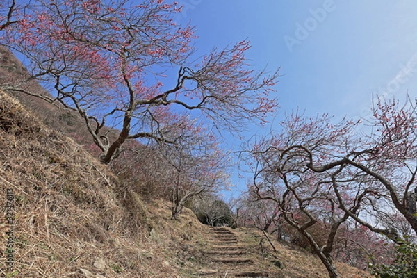 Fototapeta 梅林の風景