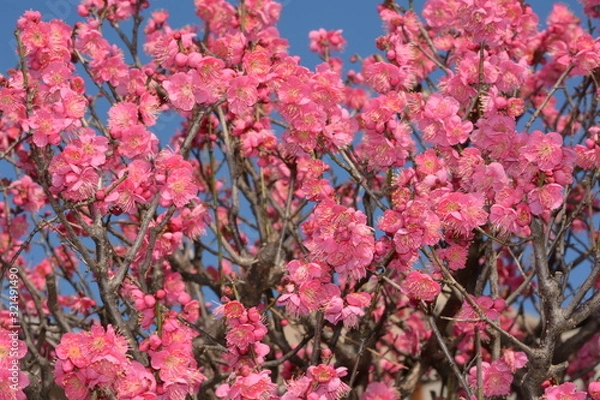 Obraz 早咲きの梅