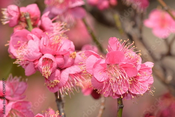 Obraz 早咲きの梅