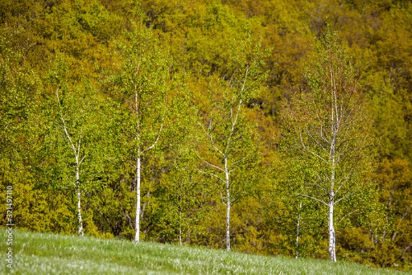 Obraz Young birch trees on a hillside