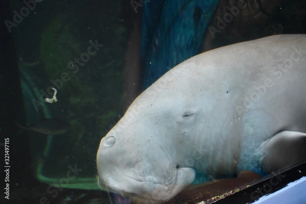 Fototapeta Manatee